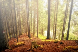 alberi, bosco, nebbia, controluce, tronchi, tronco, luce, abeti