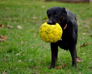 cane, prato, nero, giallo, pallone, palla, gioco