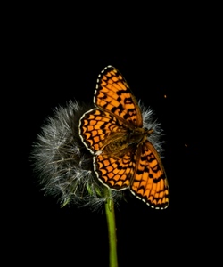 farfalla, ali, fiore, insetto, macro, verde, stelo, arancione, nero