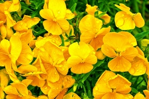 giallo, verde, fiori, gocce, petali, foglie, fiore