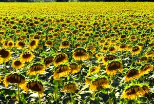 campo, fiori, giallo, girasoli, verde, petali, foglie, piante, girasole