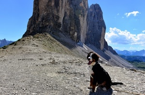 cane, montagna, nuvole, roccia, cielo, sassi, lingua, dolomiti, animali