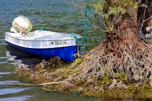 barca, albero, motore, acqua, lago, blu, radici, bianco, corda