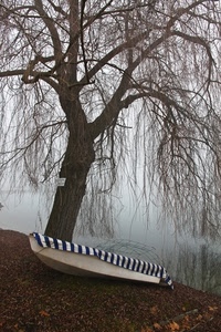 barca, albero, rami, nebbia, fiume, acqua, lago