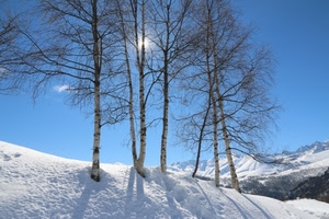 neve, alberi, sole, bianco, cielo, controluce, montagna, inverno, rami, betulle