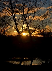 tramonto, alberi, sole, controluce, nuvole, rami, cielo, acqua