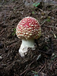 rosso, fungo, bianco, gambo, cappella, funghi, terra, cappello, terreno