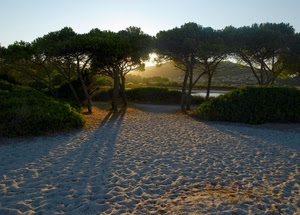 alberi, sabbia, ombre, verde, controluce, pini, sole, spiaggia, alba, piante, tramonto