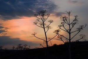 tramonto, nuvole, cielo, piante, controluce, silhouette, arancione, rami, fiori