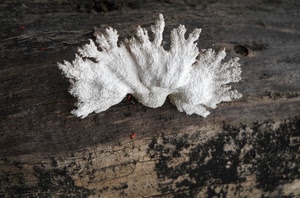 bianco, fungo, legno, tronco, corteccia, insetti