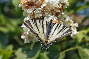 farfalla, ali, fiore, verde, macro, bianco, antenne, fiori, insetto, foglie