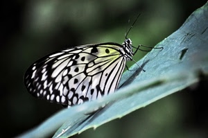 farfalla, foglia, ali, zampe, antenne, nero, verde, bianco, insetto, sfocato, colori, macro, lepidottero