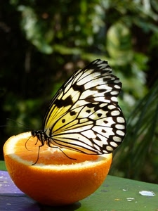 farfalla, ali, arancia, arancio, frutto, insetto, frutta, arancione, nero, macro