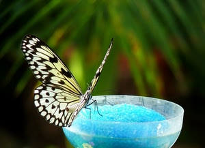 farfalla, nero, ali, verde, azzurro, antenne, zampe, bianco, bicchiere, vetro, sfocato, cristalli, giallo, celeste, turchese, ciotola, plastica, insetto