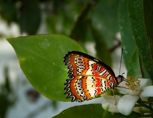 farfalla, ali, verde, fiore, foglia, foglie, arancione, pistilli, macro