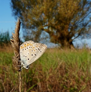 farfalla, albero, erba, ali, verde, spiga, macro, prato