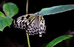 farfalla, ali, foglie, nero, verde, bianco, macro, stelo