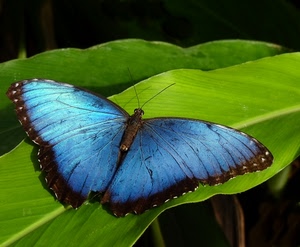 farfalla, ali, foglie, verde, antenne, azzurro, insetto, foglia, simmetria, blu, celeste, animale
