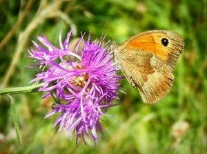 farfalla, fiore, viola, ali, insetto, verde, macro, giallo, rosa