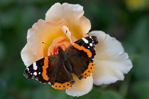 farfalla, rosa, fiore, ali, giallo, marrone, bianco