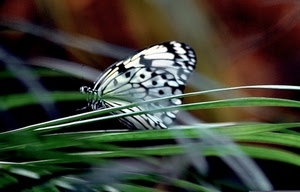 farfalla, insetto, erba, verde, ali, macro, fili, bianco