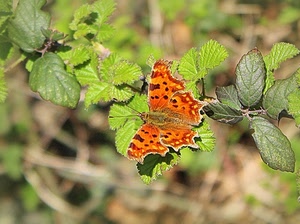 farfalla, foglie, ali, verde, insetto, arancione, ramo