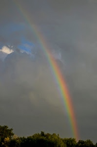 arcobaleno, nuvole, colori, alberi, cielo, rosso, giallo, pioggia, iride