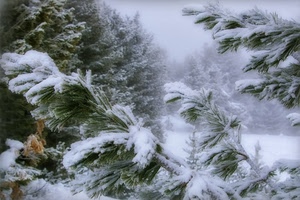 neve, inverno, alberi, bianco, rami, freddo, aghi, foglie, nebbia, gelo, verde, albero, pini, bosco