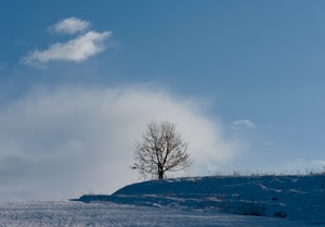 albero, neve, nuvole, inverno, cielo, bianco