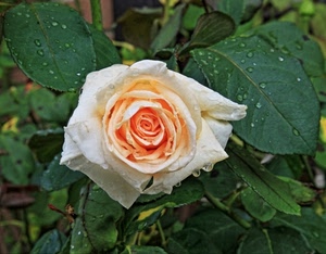 rosa, foglie, petali, fiore, gocce, verde, rugiada, bianco