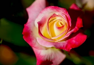 rosa, fiore, giallo, petali, macro, rosso, sfocato