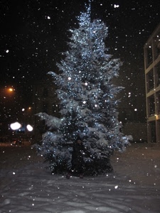 neve, albero, fiocchi, inverno, natale, notte, luci