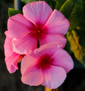 rosa, petali, foglie, fiori, tre, fiore, due, verde, macro, foglia