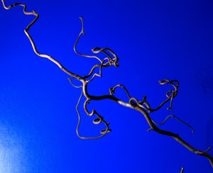 ramo, azzurro, cielo, blu, curve, contorto, spirali, astratto, legno, rami, diagonale