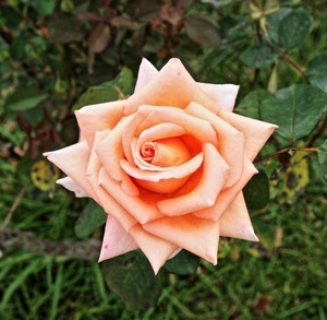 rosa, fiore, petali, erba, foglie, verde, arancione, macro, sfocato, pianta