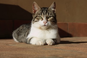 gatto, occhi, zampe, felino, orecchie, grigio, bianco, muso, baffi, micio, animale
