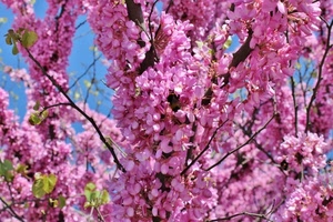 rosa, fiori, rami, cielo, foglie, albero, primavera, azzurro, pianta, verde, petali, pesco