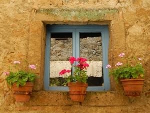 finestra, fiori, vasi, tre, gerani, piante, tendine, riflesso