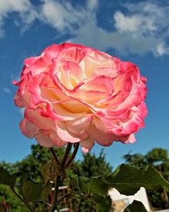 rosa, fiore, petali, cielo, foglie, nuvole, verde