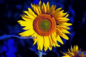 giallo, petali, girasole, fiore, blu, arancione