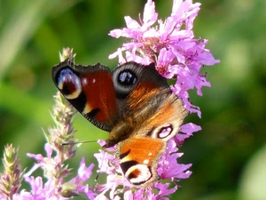 farfalla, ali, rosa, insetto, antenne, fiore, fiori, verde, sfocato, occhi, macro, lilla, colori