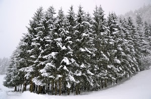 neve, alberi, inverno, bianco, bosco, abeti, montagna, pini