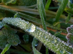 foglie, verde, brina, gocce, goccia, rugiada, erba, macro, foglia, ghiaccio, piante