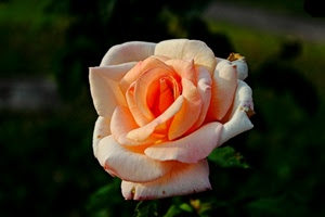 fiore, petali, rosa, foglie, macro, sfocato, arancione, verde