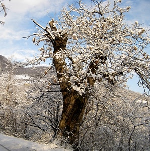 neve, albero, inverno, rami, tronco, bianco, cielo