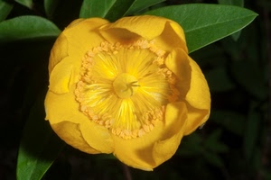 fiore, foglie, giallo, petali, verde, macro, corolla, nero, pistilli, natura, stami, pianta