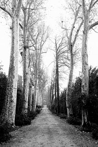 alberi, viale, bianconero, rami, strada, tronchi, prospettiva, spogli