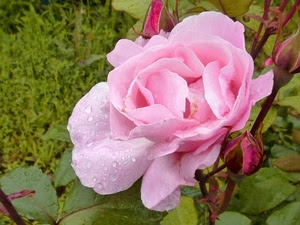 rosa, fiore, foglie, petali, gocce, verde, boccioli, bocciolo, rugiada