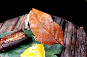 foglia, farfalla, tronco, legno, insetto, ali, marrone, foglie, limone, giallo, macro, autunno