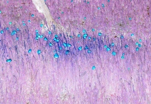 fiori, viola, azzurro, rosa, campo, prato, astratto, erba, celeste